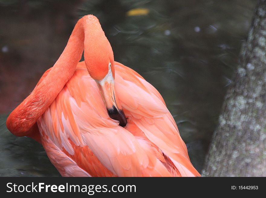 Pink flamingo preening itself along side of the water