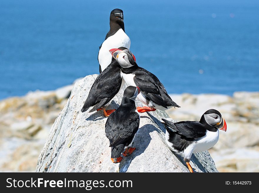 Atlantic puffins and a razor bill standing on a rock