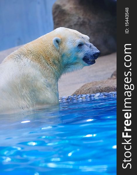 Polar bear wading in water. Polar bear wading in water