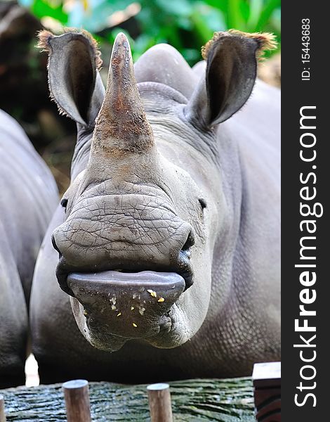 Portrait of an endangered white rhinoceros (also known as Square-lipped rhinoceros)