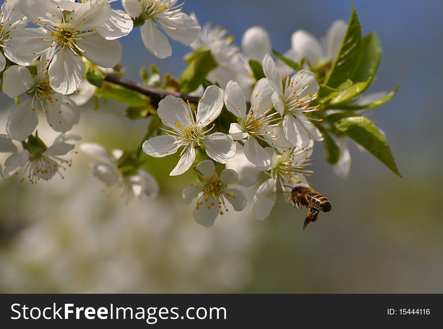 Bee Gathering Pollen