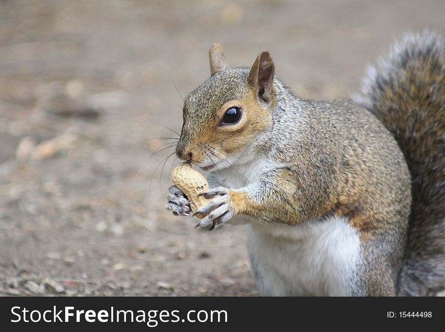 A Grey Squirrel sniffing nut. A Grey Squirrel sniffing nut