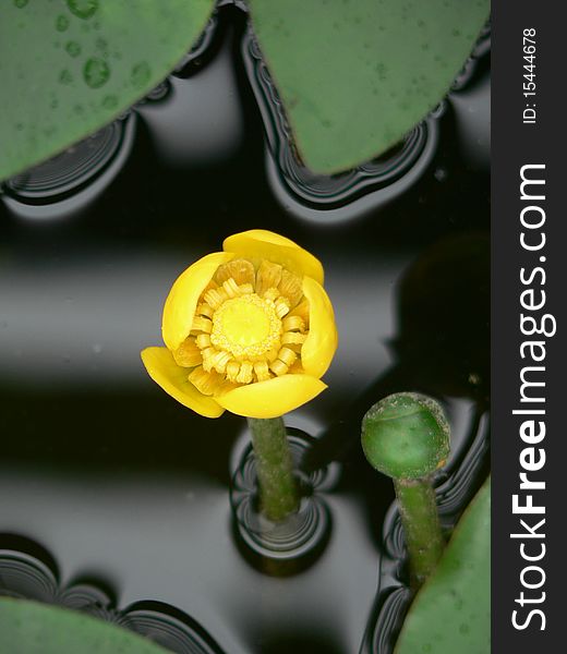 Yellow flower in water in the Czech republic