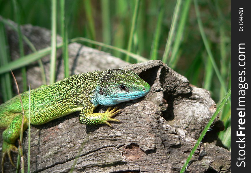 Lizard on stump in the Czech republic