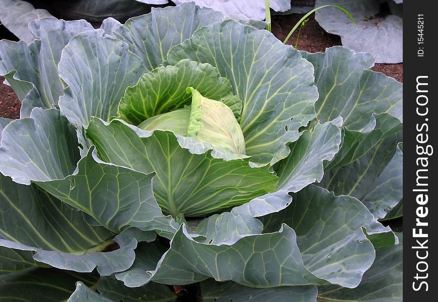 Cabbage in a flower-bed. Cabbage in a flower-bed