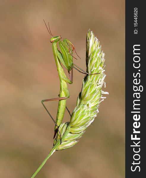 Praying mantis closeup on grass.