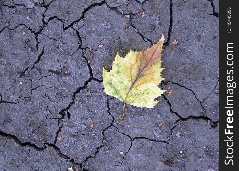 The yellow leaf lying on the dry cracked earth. The yellow leaf lying on the dry cracked earth