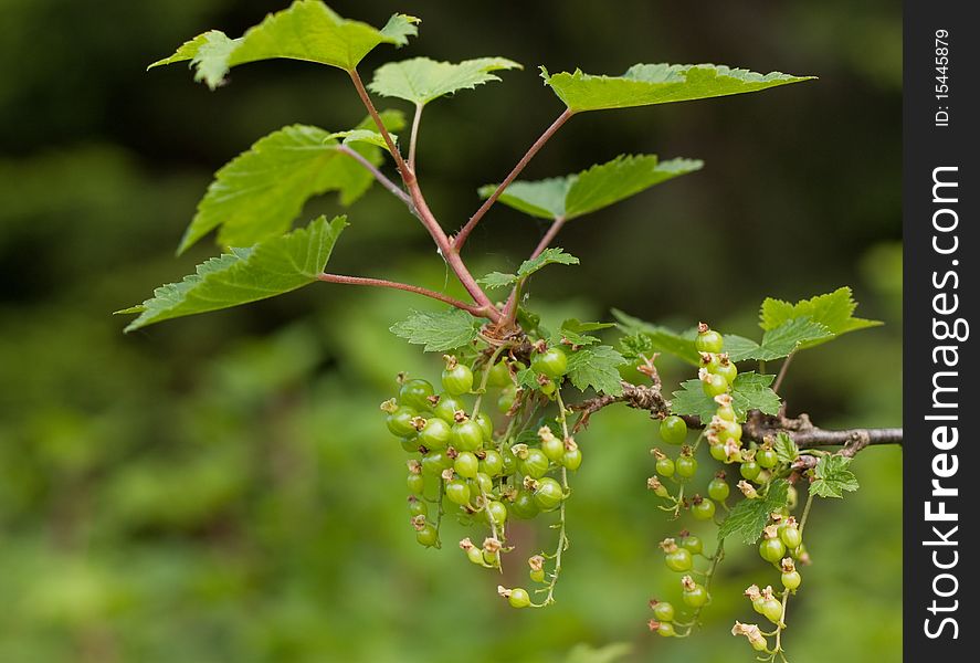 Unripe berries of a black currant at spring. Unripe berries of a black currant at spring