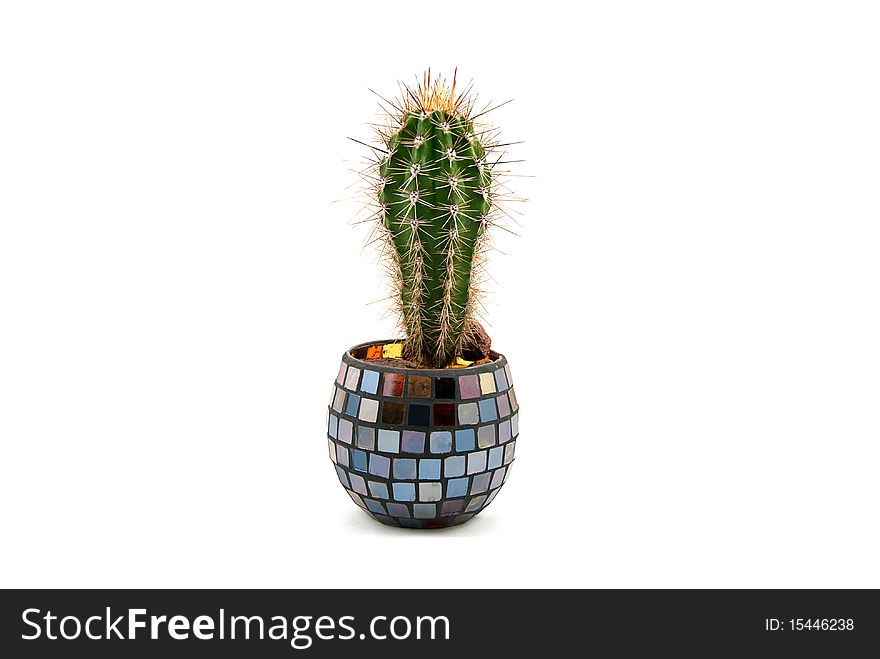 Studio shot of the cactus in decorative pot