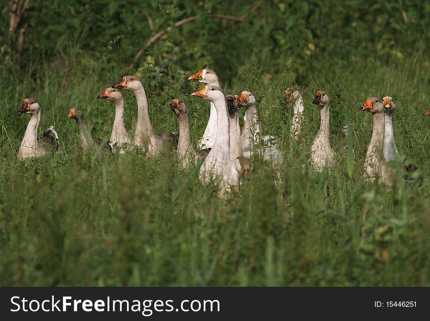 Flock Of Gray Gooses In The Grassland