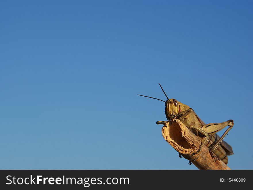 Grasshopper slightly brown color settings that to rest on a piece of cane. Grasshopper slightly brown color settings that to rest on a piece of cane.