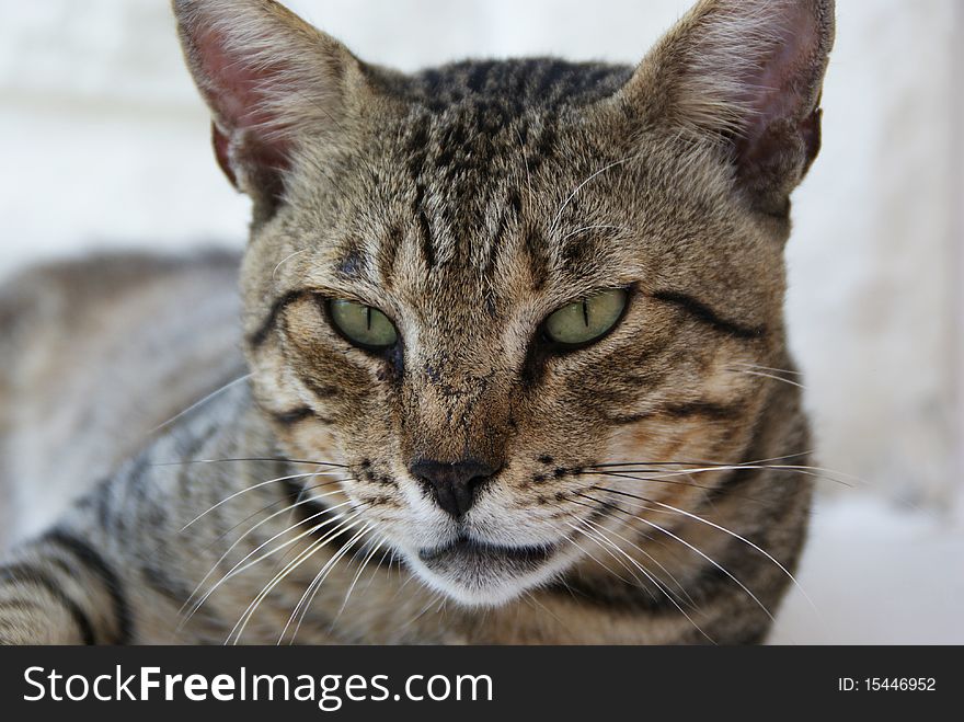 Tiger Cat color settings that front. On a simple background. Slight brown color with black markings.