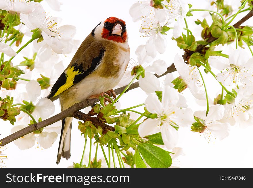 Goldfinch sitting on a branch of blossom tree in spring
