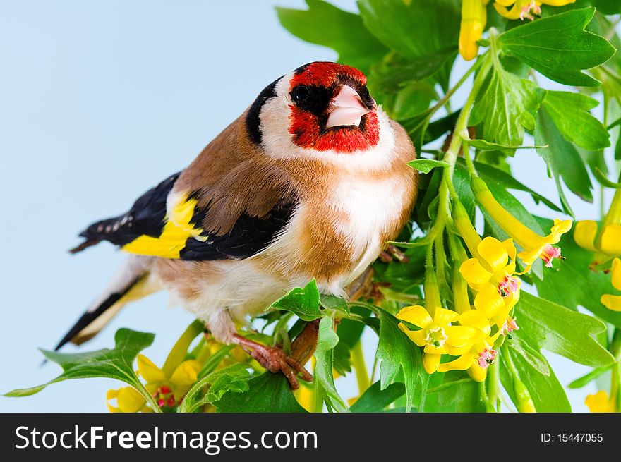 Goldfinch sitting on a branch of blossom tree in spring