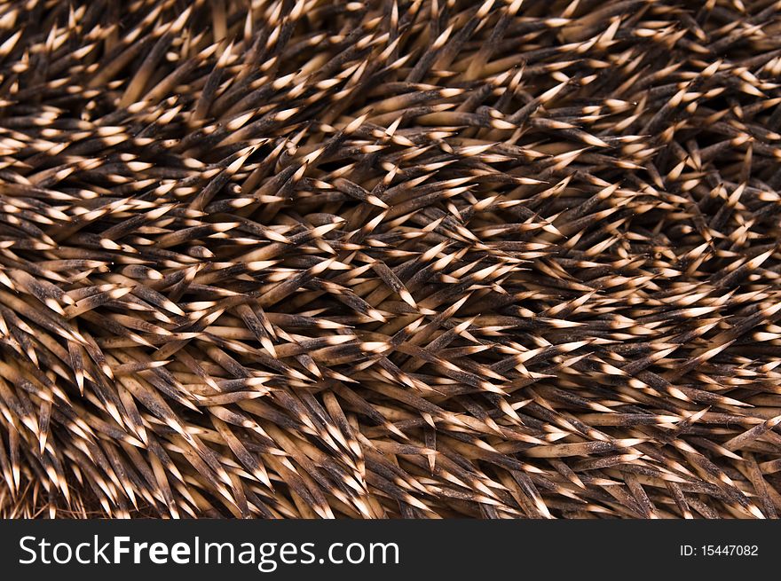 Nice hedgehog animal, needle background