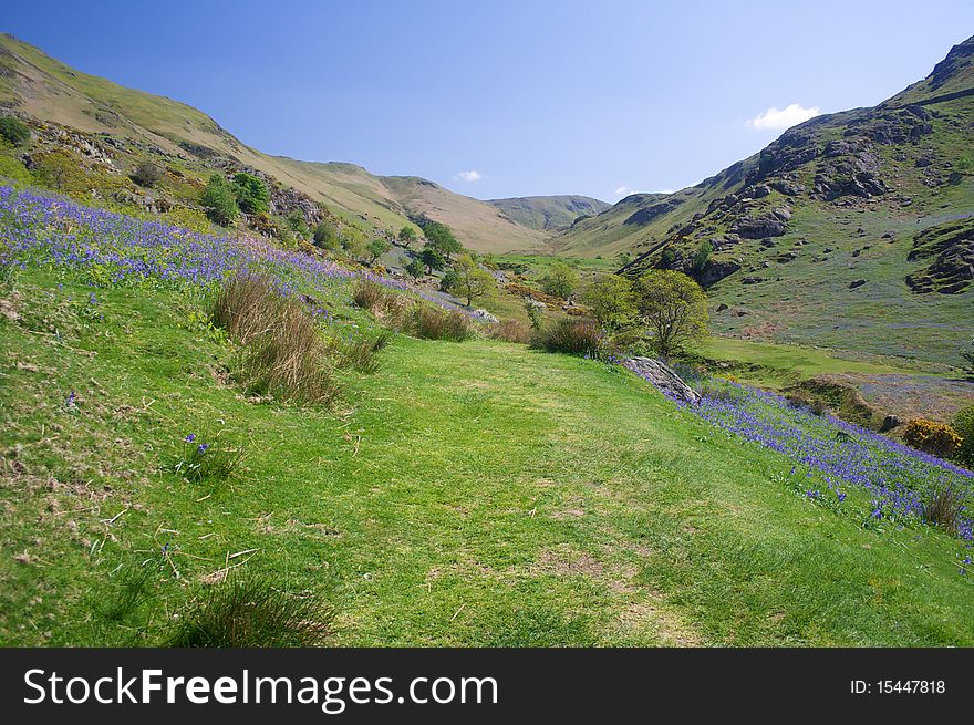 A valley filled with bluebells near Buttermere. A valley filled with bluebells near Buttermere.