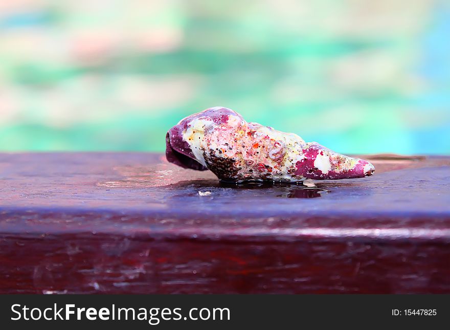 Photo of seashell with sea on background