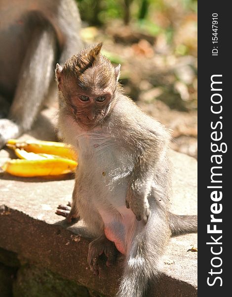 Long Tailed Macaque Scratching