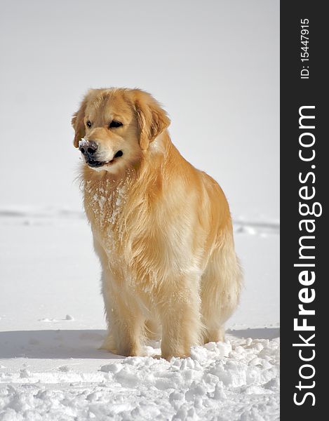 Dog Posing In The Snow