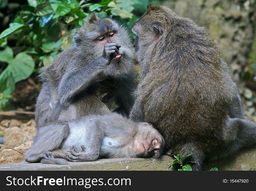 Long Tailed Macaques sleeping and grooming each other. Long Tailed Macaques sleeping and grooming each other.