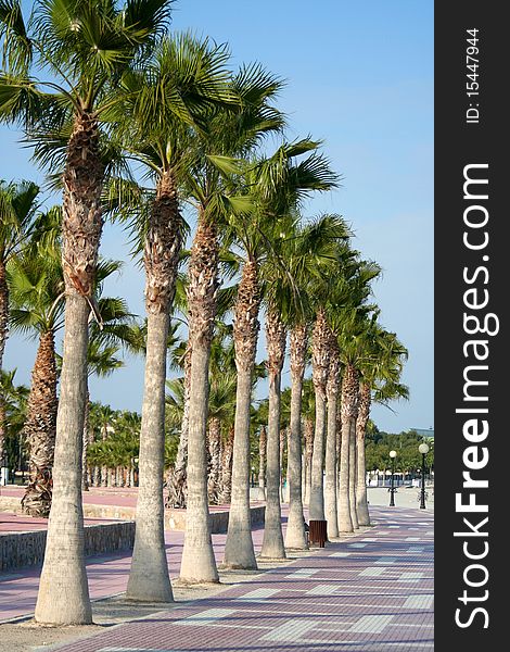 A row of palm trees on the Mar Menor coast, Spain.