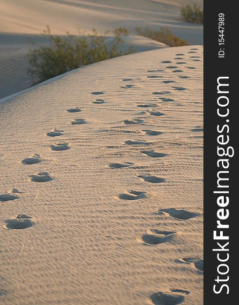 Footprints in a desert dune. Footprints in a desert dune.