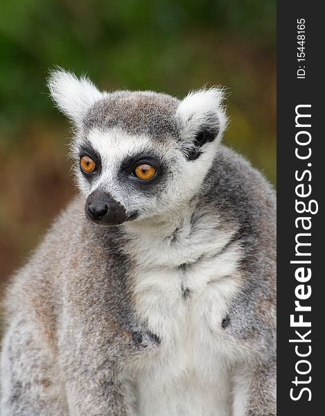 A closeup of a ring tailed lemur.