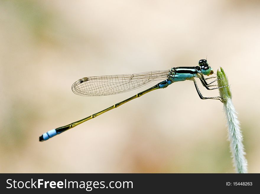 Clorored damselfly in wet area