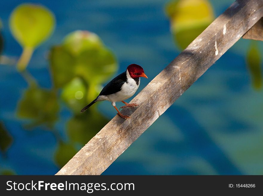 Small Bird from Pantanal Matogrossense. Small Bird from Pantanal Matogrossense