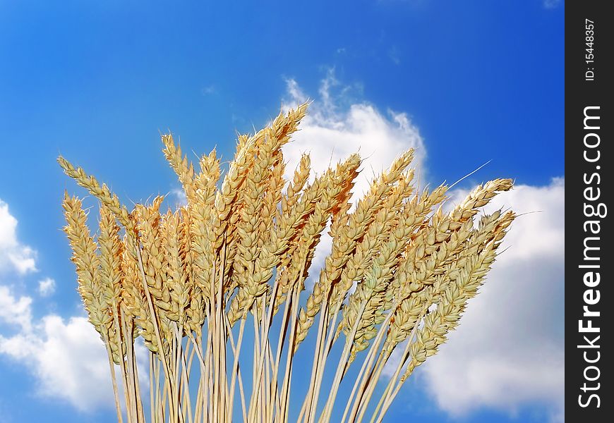 Golden wheat and blue sky with white clouds