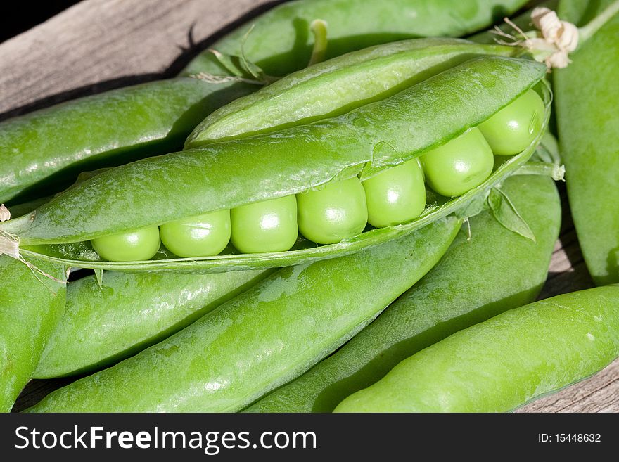 Pod green peas harvest with vegetable garden