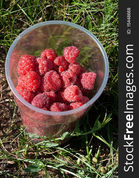 Raspberry in plastic glass on herb