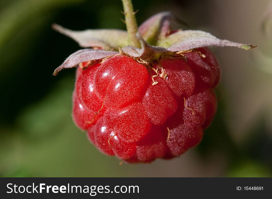 Berry raspberry red ripe fresh on branch