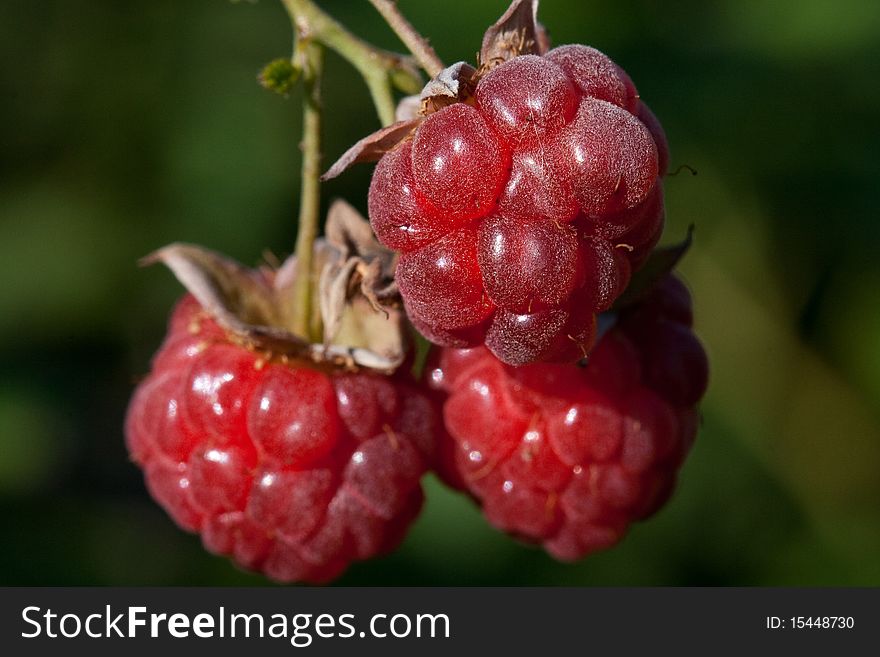 Berry raspberry red ripe fresh on branch