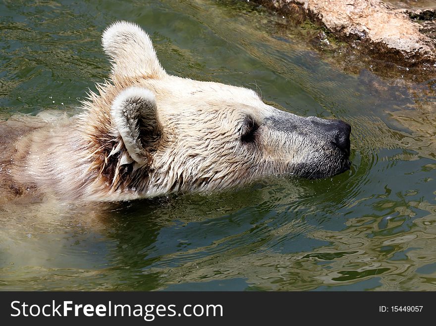 Bear swimming in a small pool