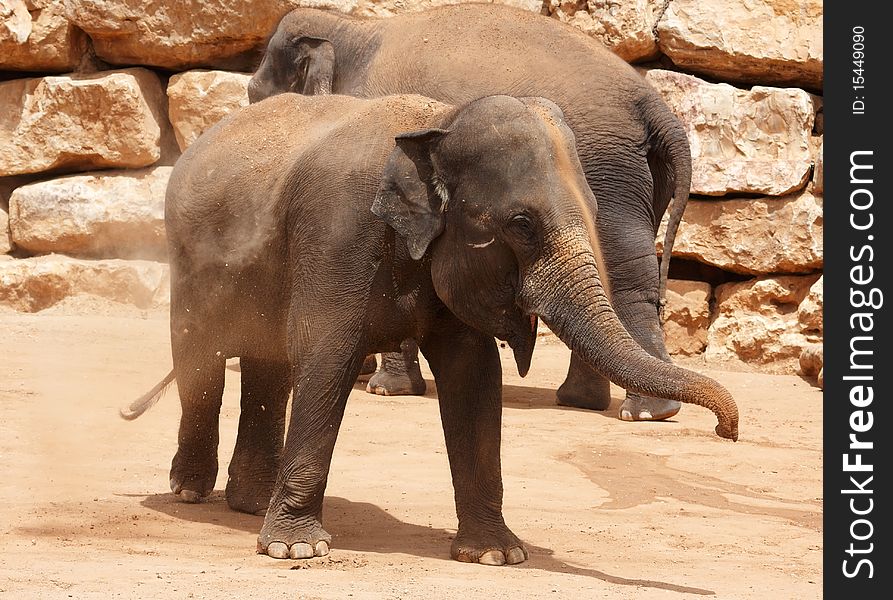 Young elephant throwing mad on him