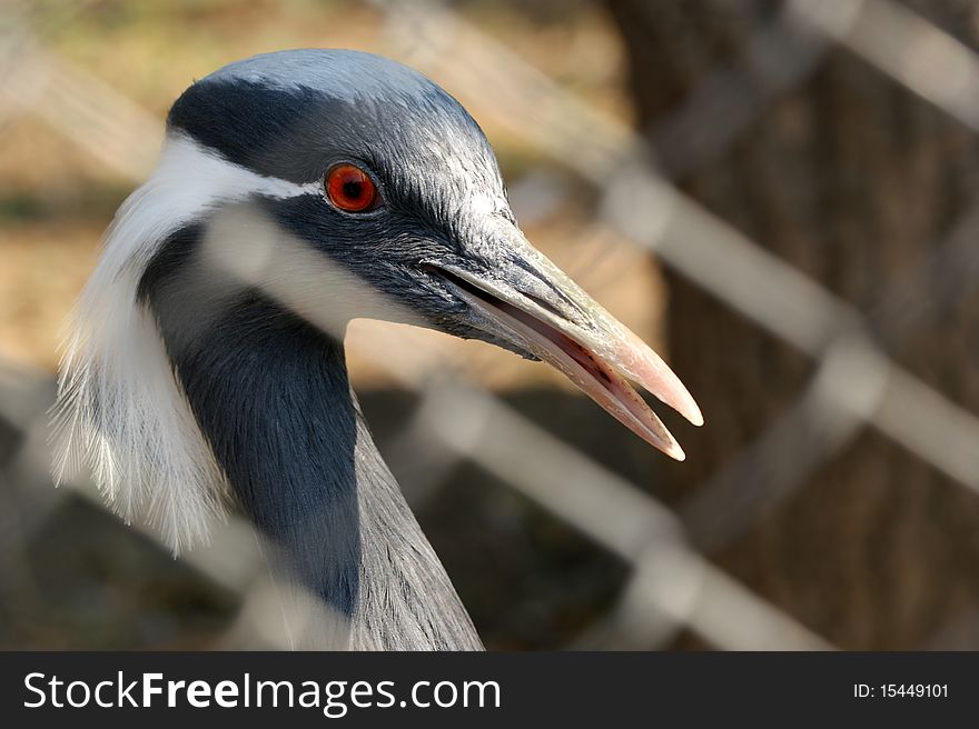 Stork, isolated on a white background