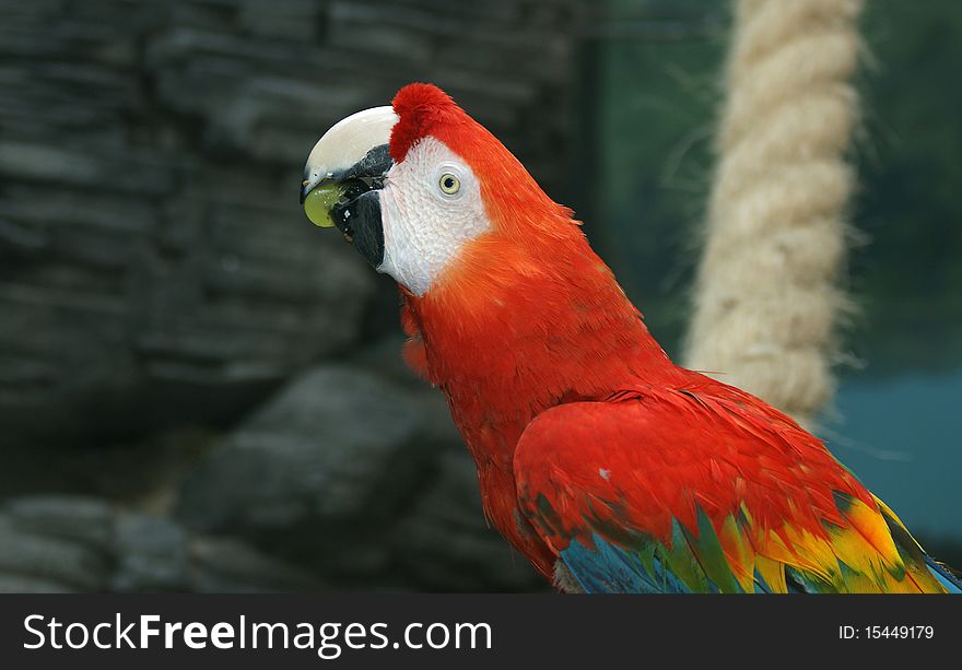 Parrot - red blue macaw. Portrait of grapes in its beak