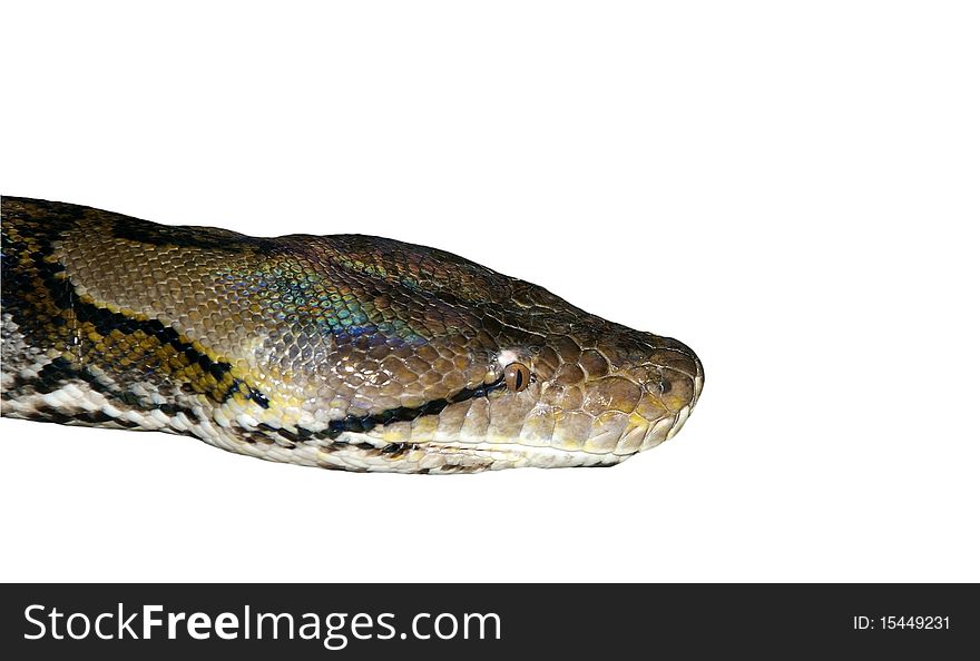 Large-scale image of a head boa, isolated