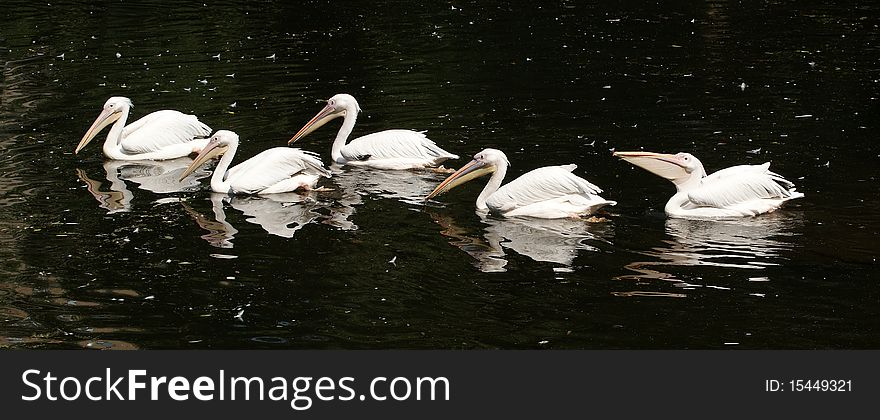 The large image of the big white pelican swimming in dark water