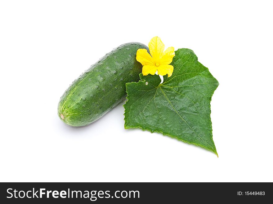 Fresh cucumber with leaf and flower