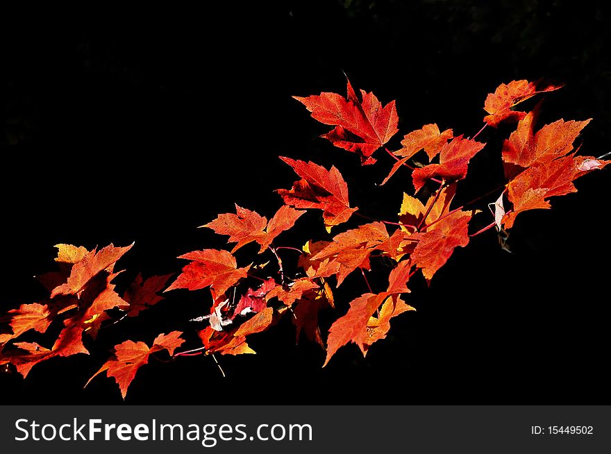 Red maple leaves branch isolated on black background. Red maple leaves branch isolated on black background
