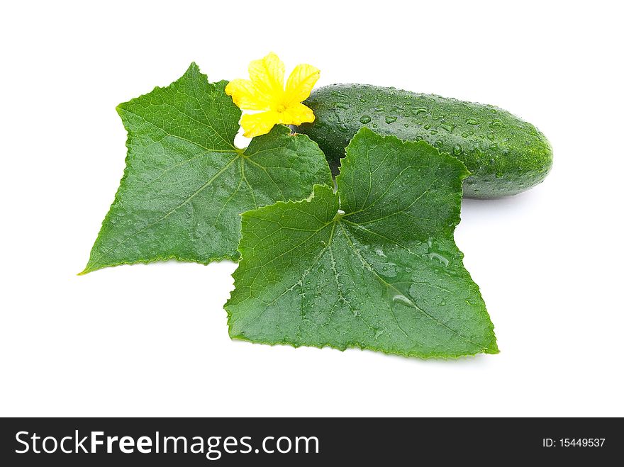 Fresh cucumber with leafs and flower
