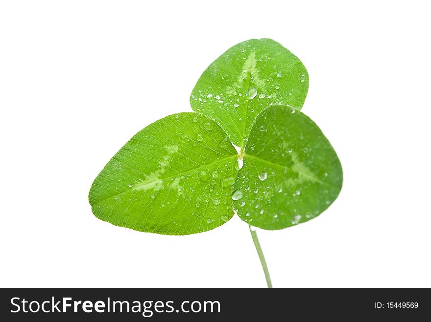 Clover leaf isolated on white background