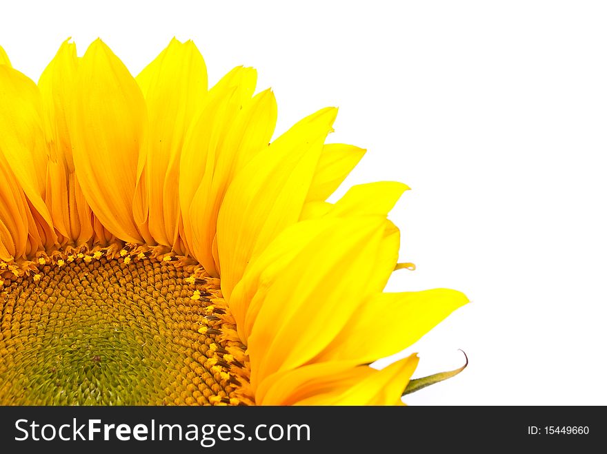 Sunflower isolated on white background