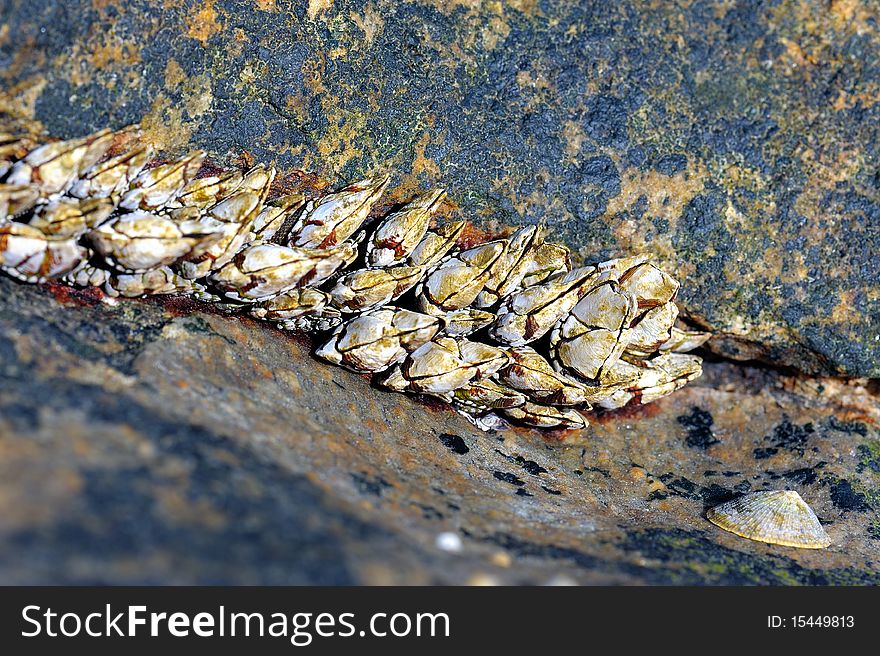 The molluscs of the seaside reef. The molluscs of the seaside reef