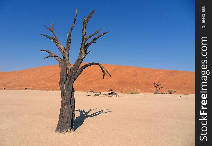 Africa. Lonely standing dry tree in the Sahara desert.