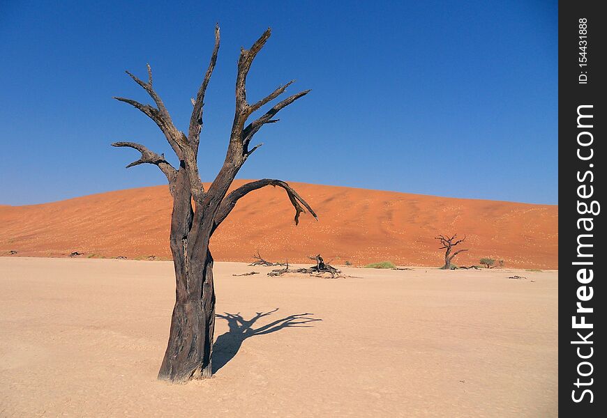 Africa. Lonely Standing Dry Tree In The Sahara Desert