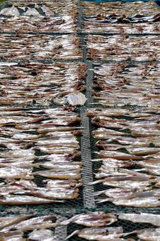 Dry Fish Stock Photo