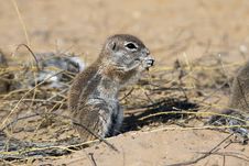 Cape Ground Squirrel In The Kgalagadi Stock Images